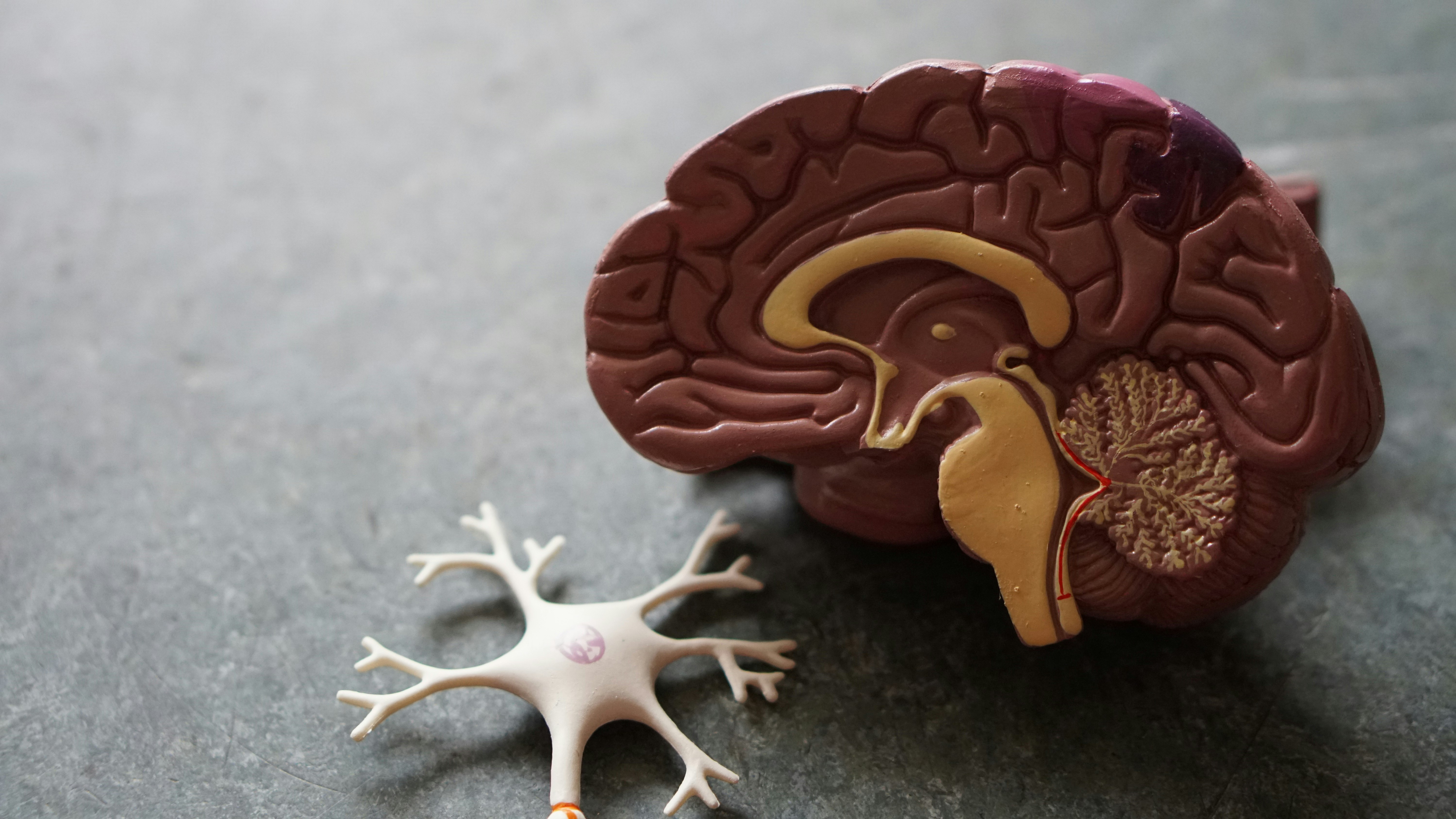 The Default Mode Network